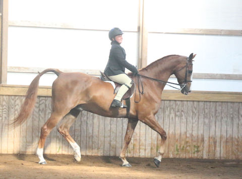 young Chrislar student in Walk Trot class